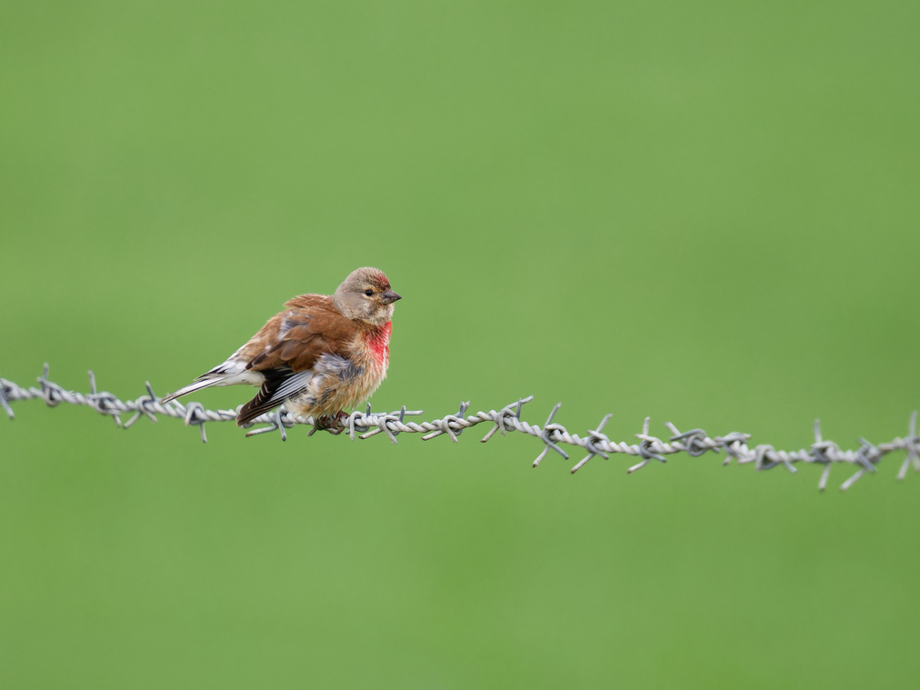 Linnet